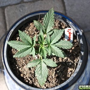 Papaya 2 Top 2 Weeks Old