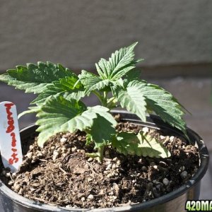 Strawberry Cough 1 Front 2 Weeks Old