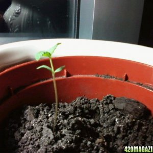 first sprouts