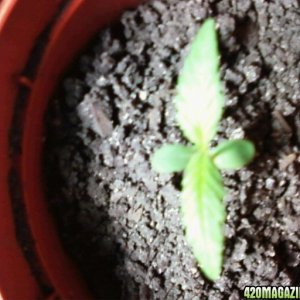 first sprouts