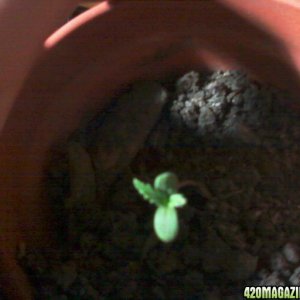 first sprouts