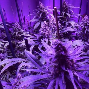 Lush LED Grown Photos