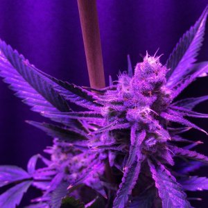 Lush LED Grown Photos