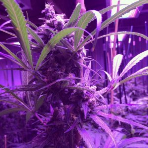 Lush LED Grown Photos