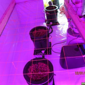 scrog rdwc