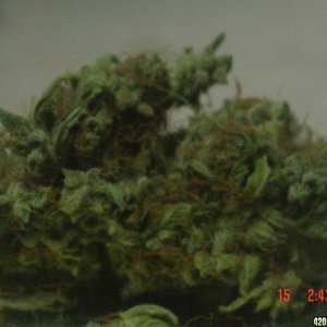 burmese kush