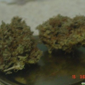 last yrs nugs