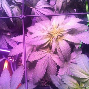 03/12/14 day 49 flower week 7