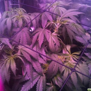 03/12/14 day 49 flower week 7