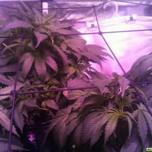 03/12/14 day 49 flower week 7