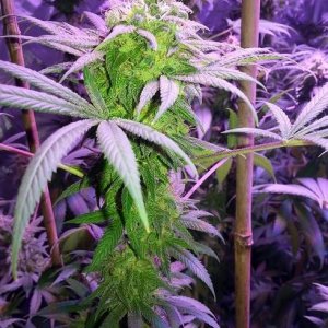 Lush LED Grown Photos