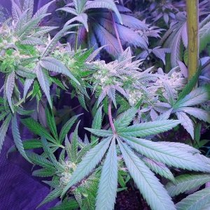 Lush LED Grown Photos