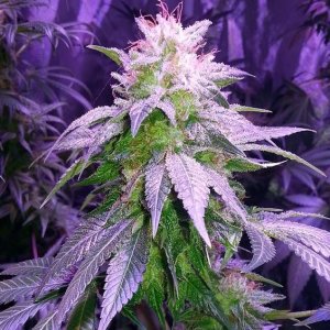 Lush LED Grown Photos