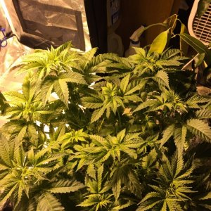 White widow dwc