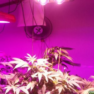 CREAM LED GROWLIGHTS