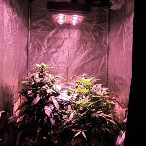 CREAM LED GROWLIGHTS