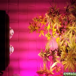 CREAM LED GROWLIGHTS