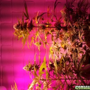 CREAM LED GROWLIGHTS