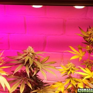 CREAM LED GROWLIGHTS