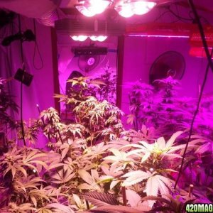 CREAM LED GROWLIGHTS