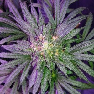 Lush LED Grown Photos