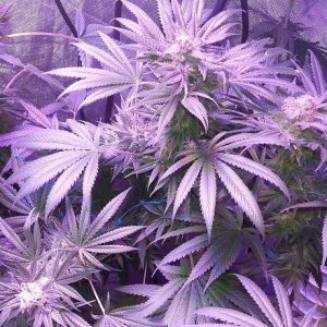 Lush LED Grown Photos