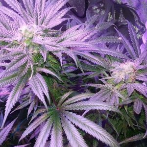 Lush LED Grown Photos