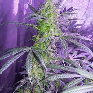 Lush LED Grown Photos