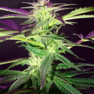 Lush LED Grown Photos