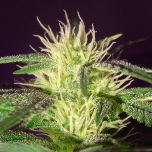 Lush LED Grown Photos