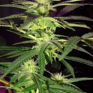 Lush LED Grown Photos