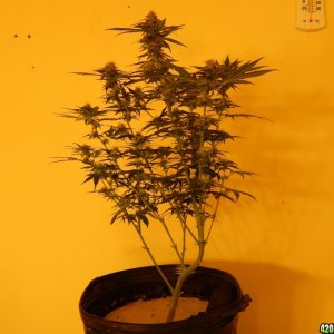 Flower day 42 Haze