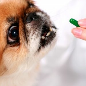 dog-taking-medicine