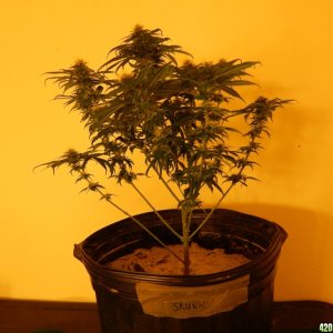 Day 43 Flowering Sleestack Skunk