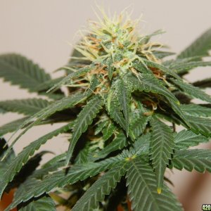 Day 43 Flowering Sleestack Skunk