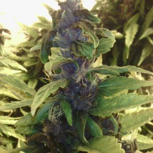 purple kush gb