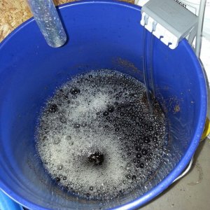 my first ACT (Aerated Compost Tea)