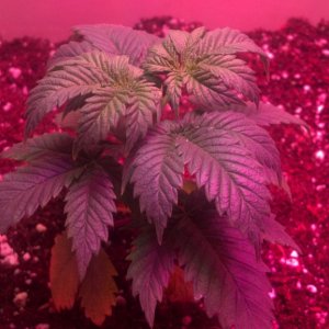 Antics Big Bang LED Grow