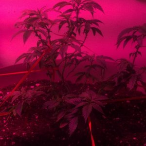 Antics Big Bang LED Grow