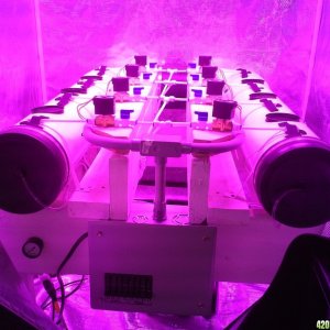 High Pressure Aeroponic DIY System - Trail Run