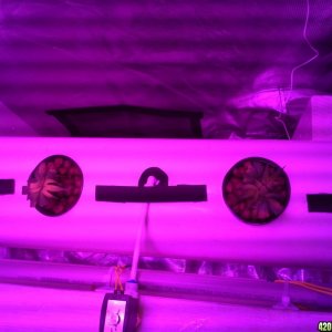 High Pressure Aeroponic DIY System - Trail Run