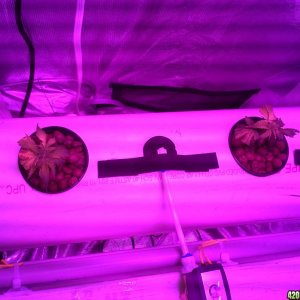 High Pressure Aeroponic DIY System - Trail Run