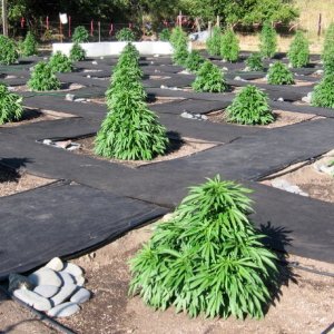 Local-California-Medical-Marijuana-Cultivation-Laws-and-Possession-Guidelin