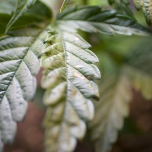 Brown Leaves