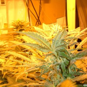 newgrow_005