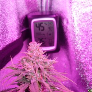 Led Bud Test Plan 12/18/14 Day 58