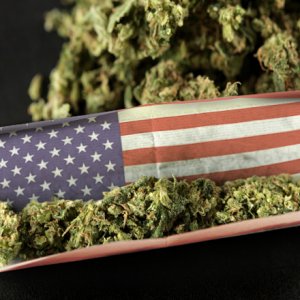 american_weed