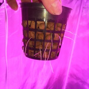 High Pressure Aeroponic DIY System - Trail Run