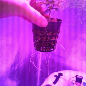 High Pressure Aeroponic DIY System - Trail Run