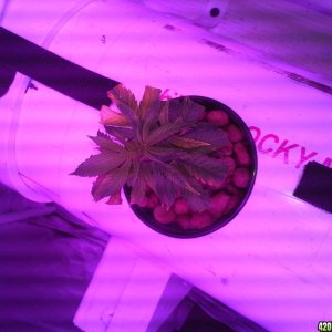 High Pressure Aeroponic DIY System - Trail Run